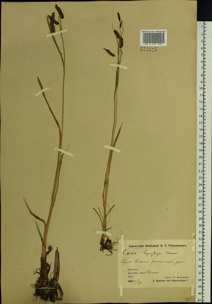 Carex lyngbyei Hornem., Siberia, Chukotka & Kamchatka (S7) (Russia)