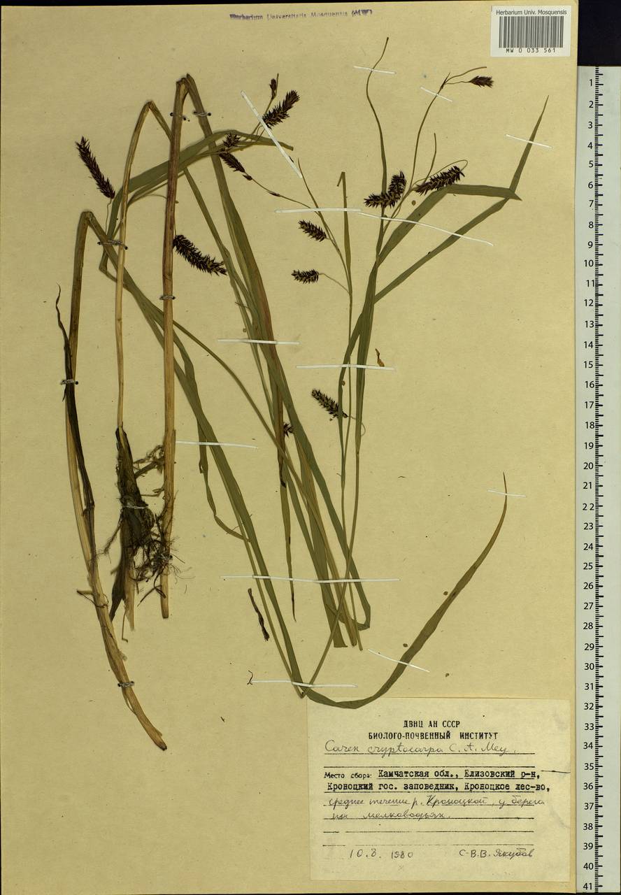 Carex lyngbyei Hornem., Siberia, Chukotka & Kamchatka (S7) (Russia)