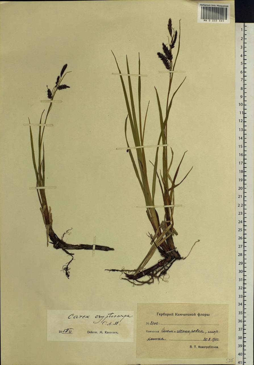 Carex lyngbyei Hornem., Siberia, Chukotka & Kamchatka (S7) (Russia)