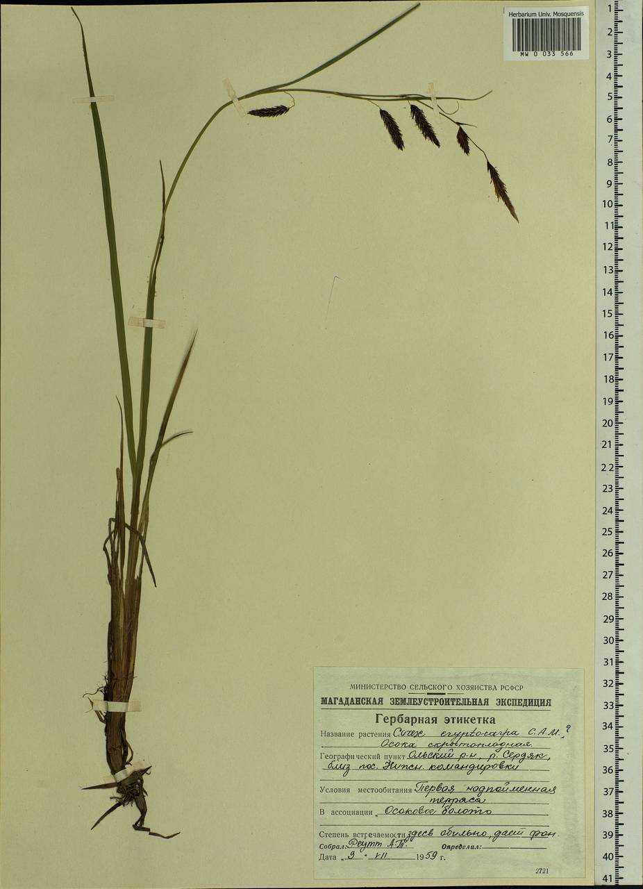 Carex lyngbyei Hornem., Siberia, Chukotka & Kamchatka (S7) (Russia)