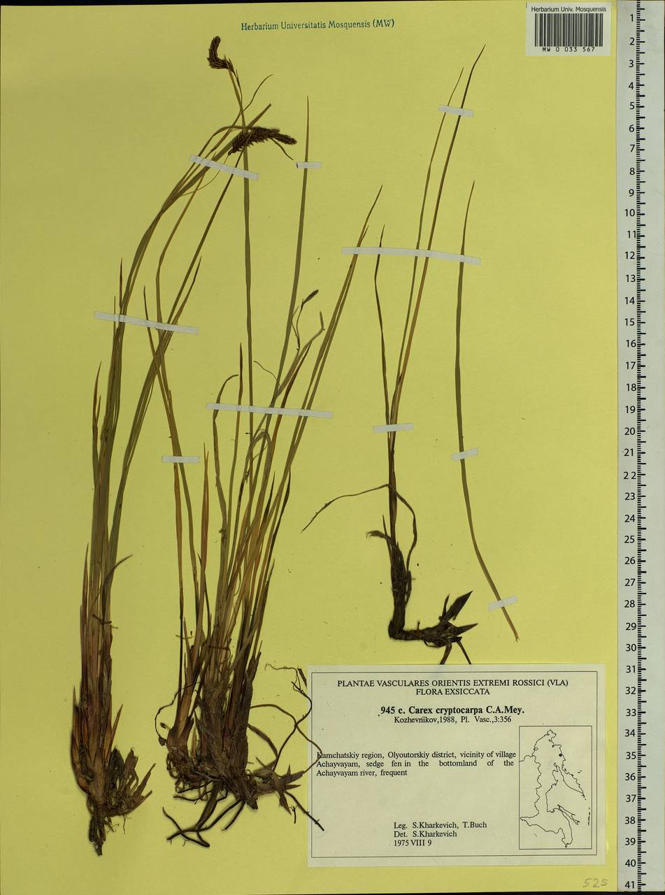 Carex lyngbyei Hornem., Siberia, Chukotka & Kamchatka (S7) (Russia)
