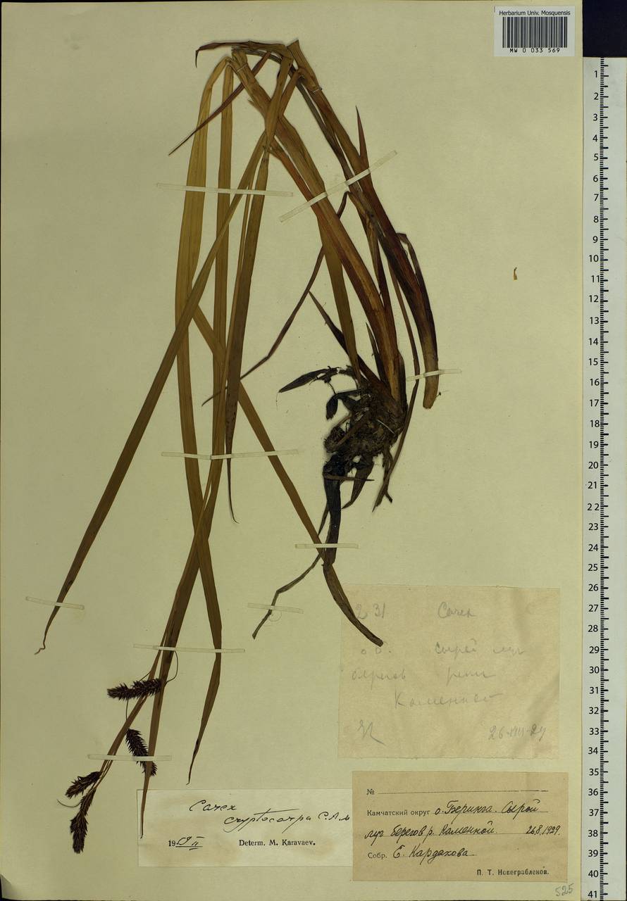Carex lyngbyei Hornem., Siberia, Chukotka & Kamchatka (S7) (Russia)
