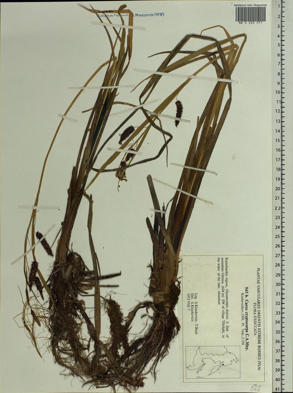 Carex lyngbyei Hornem., Siberia, Chukotka & Kamchatka (S7) (Russia)
