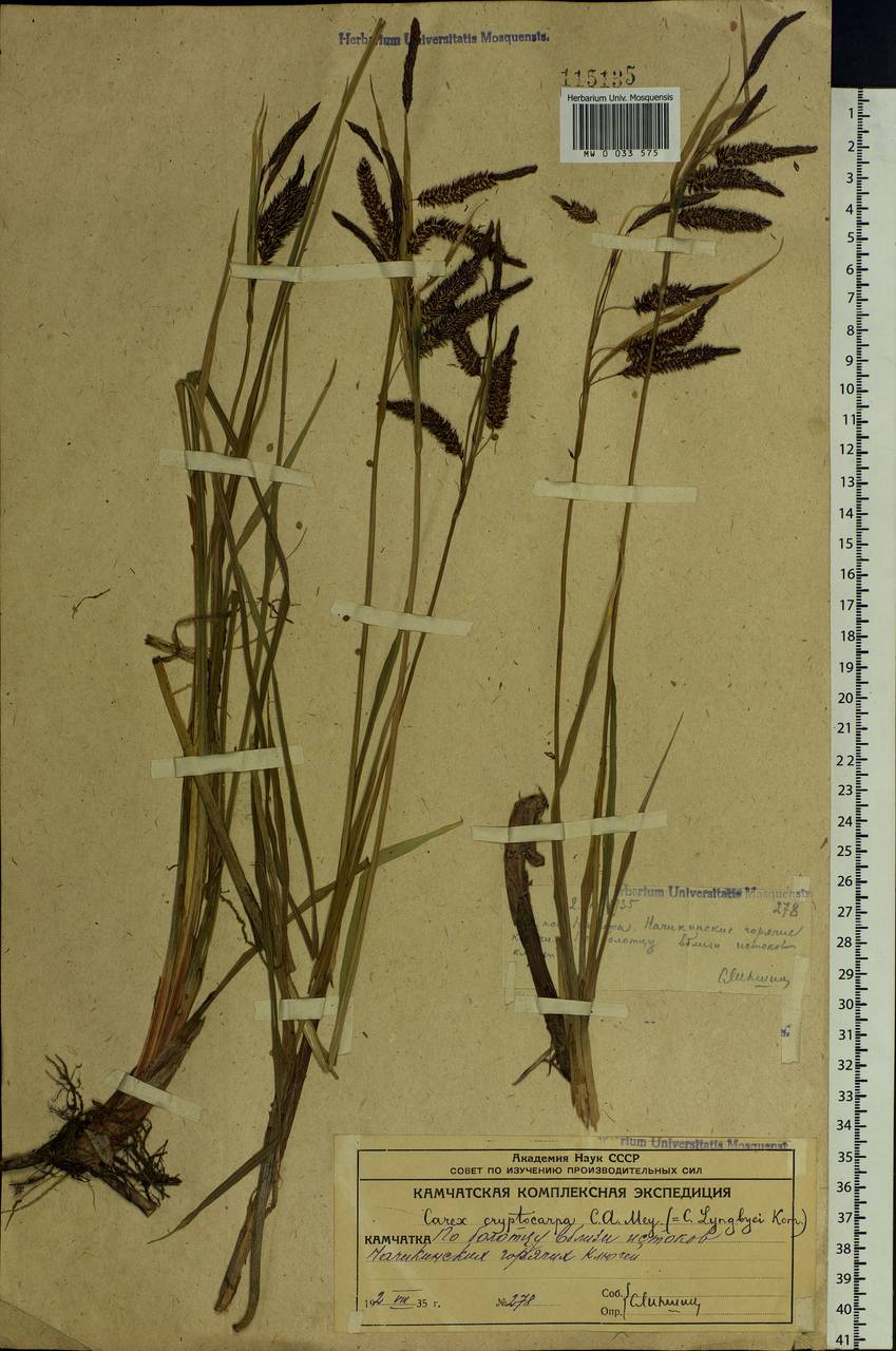 Carex lyngbyei Hornem., Siberia, Chukotka & Kamchatka (S7) (Russia)