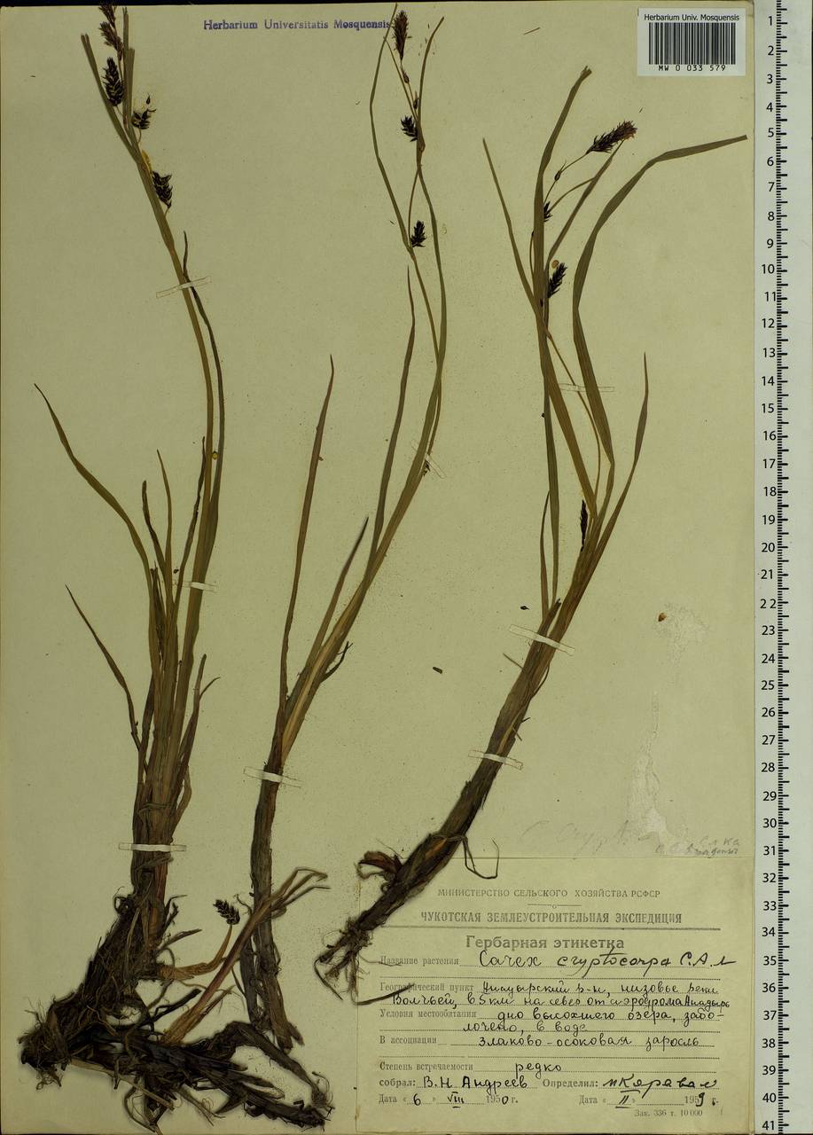 Carex lyngbyei Hornem., Siberia, Chukotka & Kamchatka (S7) (Russia)