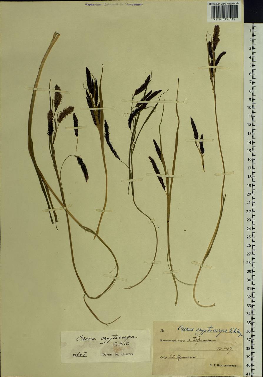 Carex lyngbyei Hornem., Siberia, Chukotka & Kamchatka (S7) (Russia)