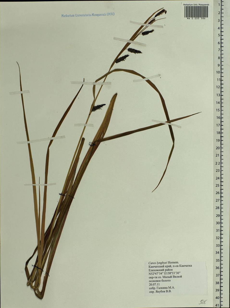 Carex lyngbyei Hornem., Siberia, Chukotka & Kamchatka (S7) (Russia)
