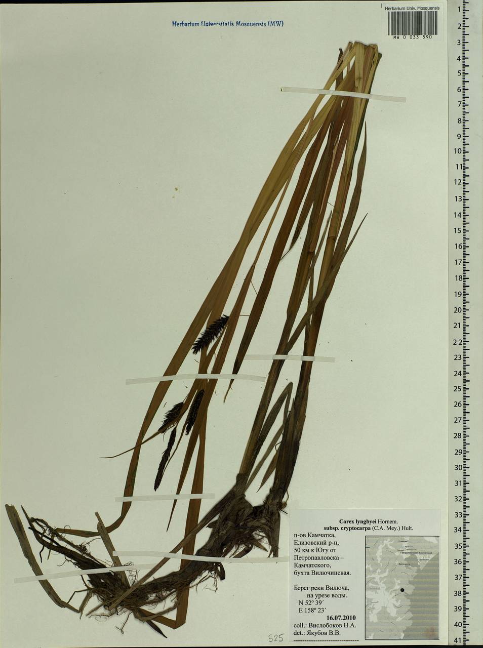 Carex lyngbyei Hornem., Siberia, Chukotka & Kamchatka (S7) (Russia)