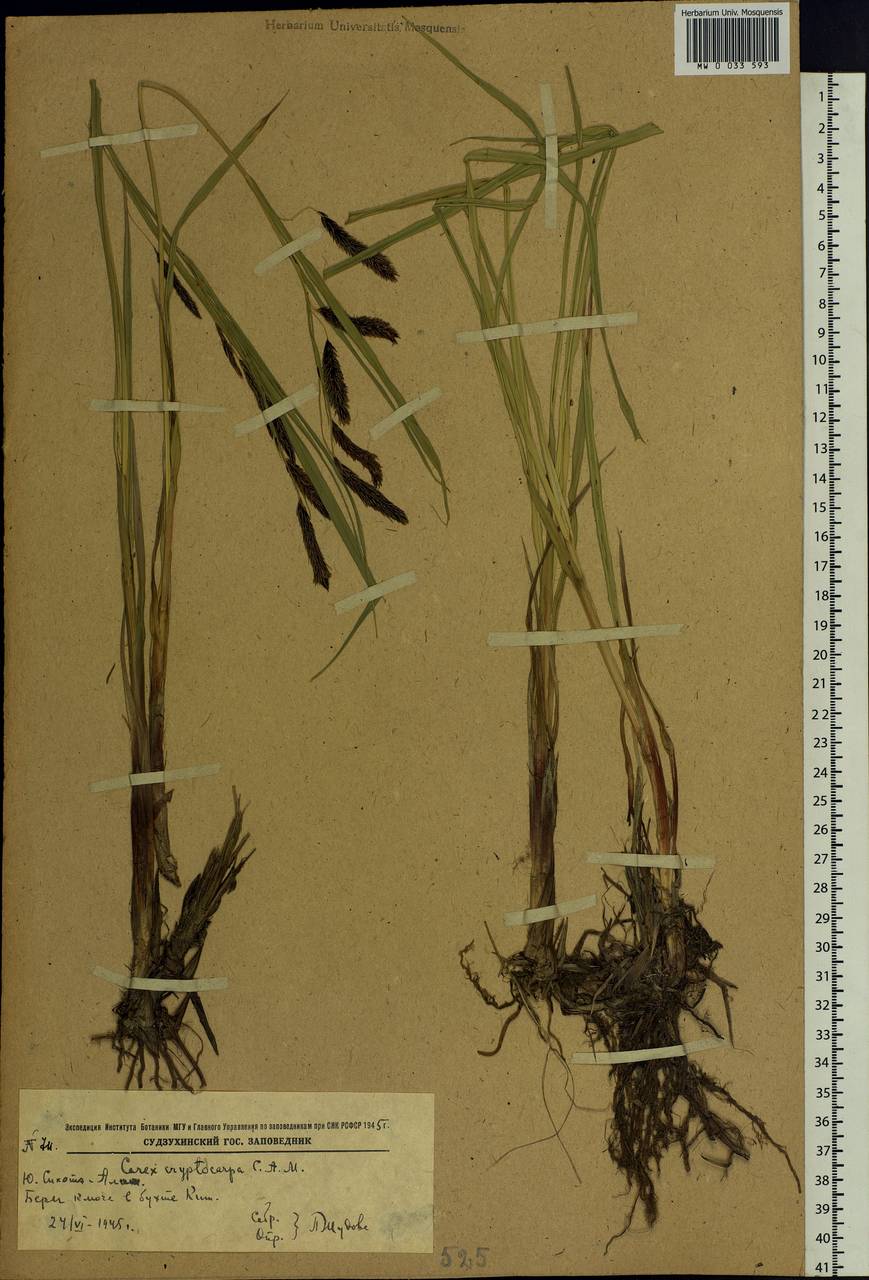 Carex lyngbyei Hornem., Siberia, Russian Far East (S6) (Russia)