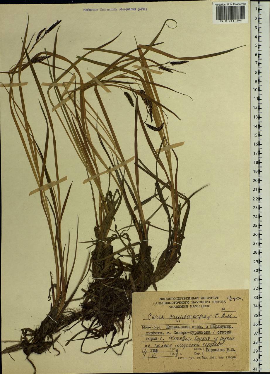 Carex lyngbyei Hornem., Siberia, Russian Far East (S6) (Russia)