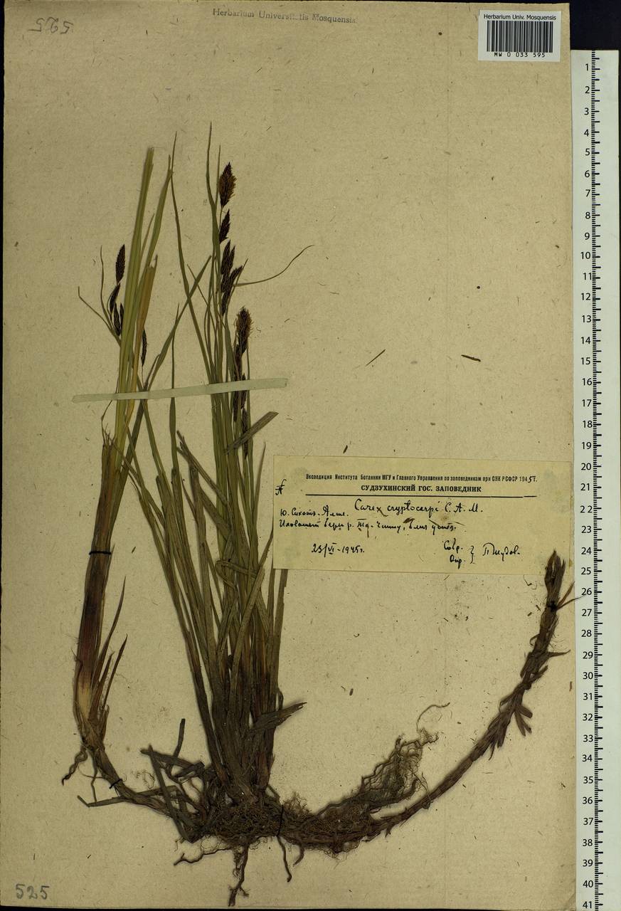 Carex lyngbyei Hornem., Siberia, Russian Far East (S6) (Russia)