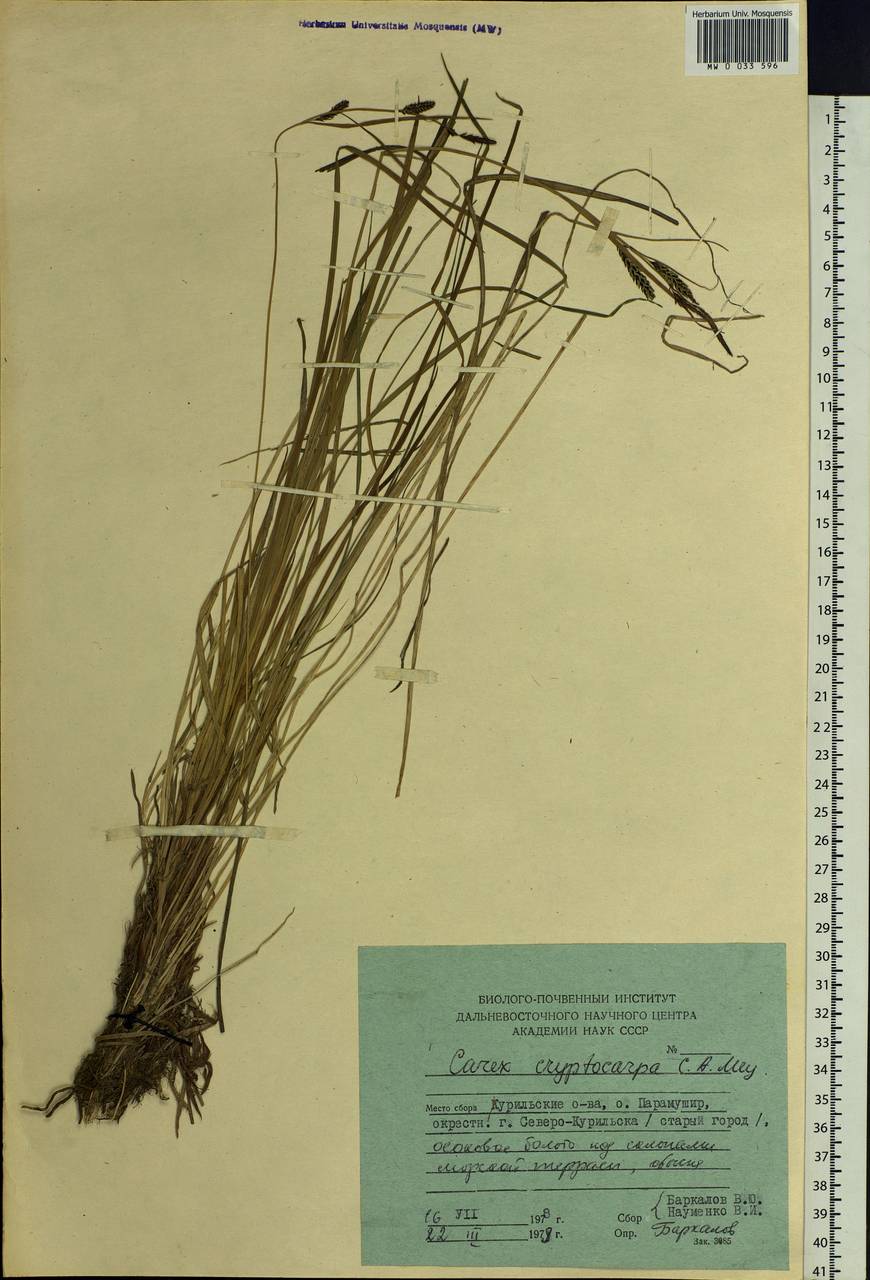Carex lyngbyei Hornem., Siberia, Russian Far East (S6) (Russia)