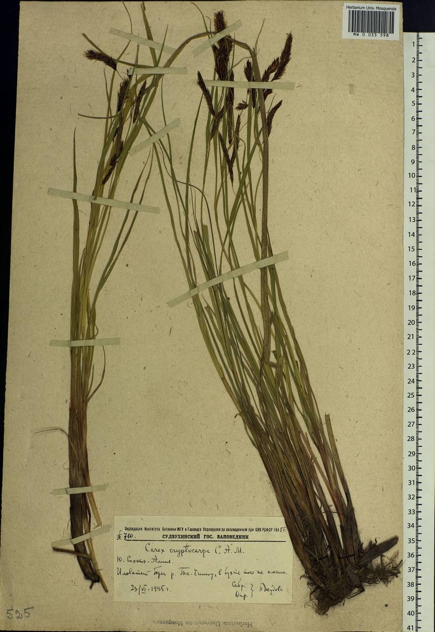 Carex lyngbyei Hornem., Siberia, Russian Far East (S6) (Russia)