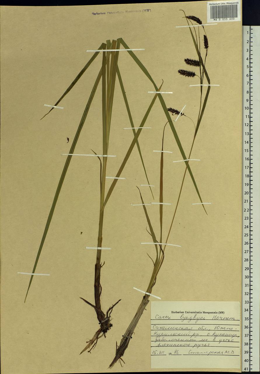 Carex lyngbyei Hornem., Siberia, Russian Far East (S6) (Russia)
