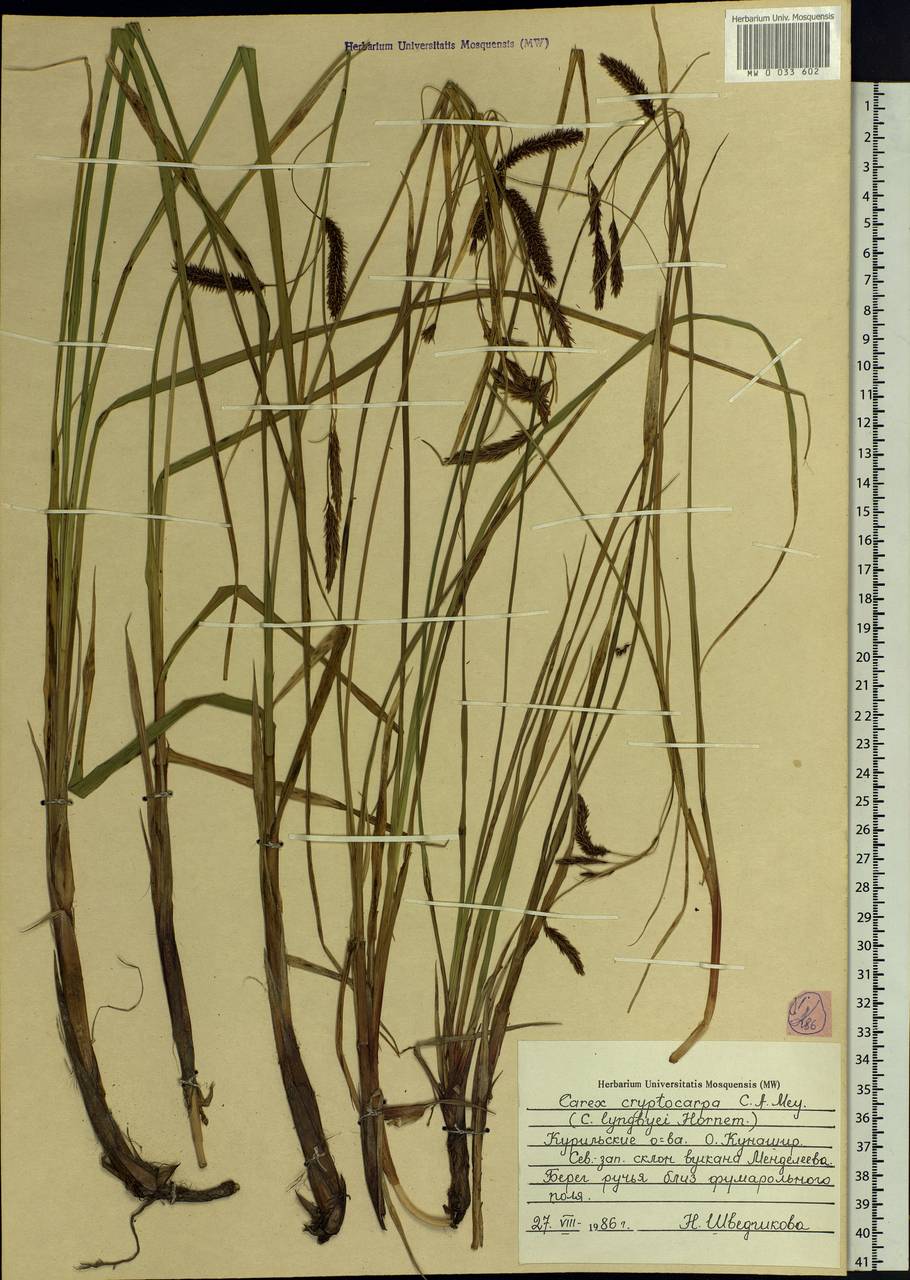 Carex lyngbyei Hornem., Siberia, Russian Far East (S6) (Russia)