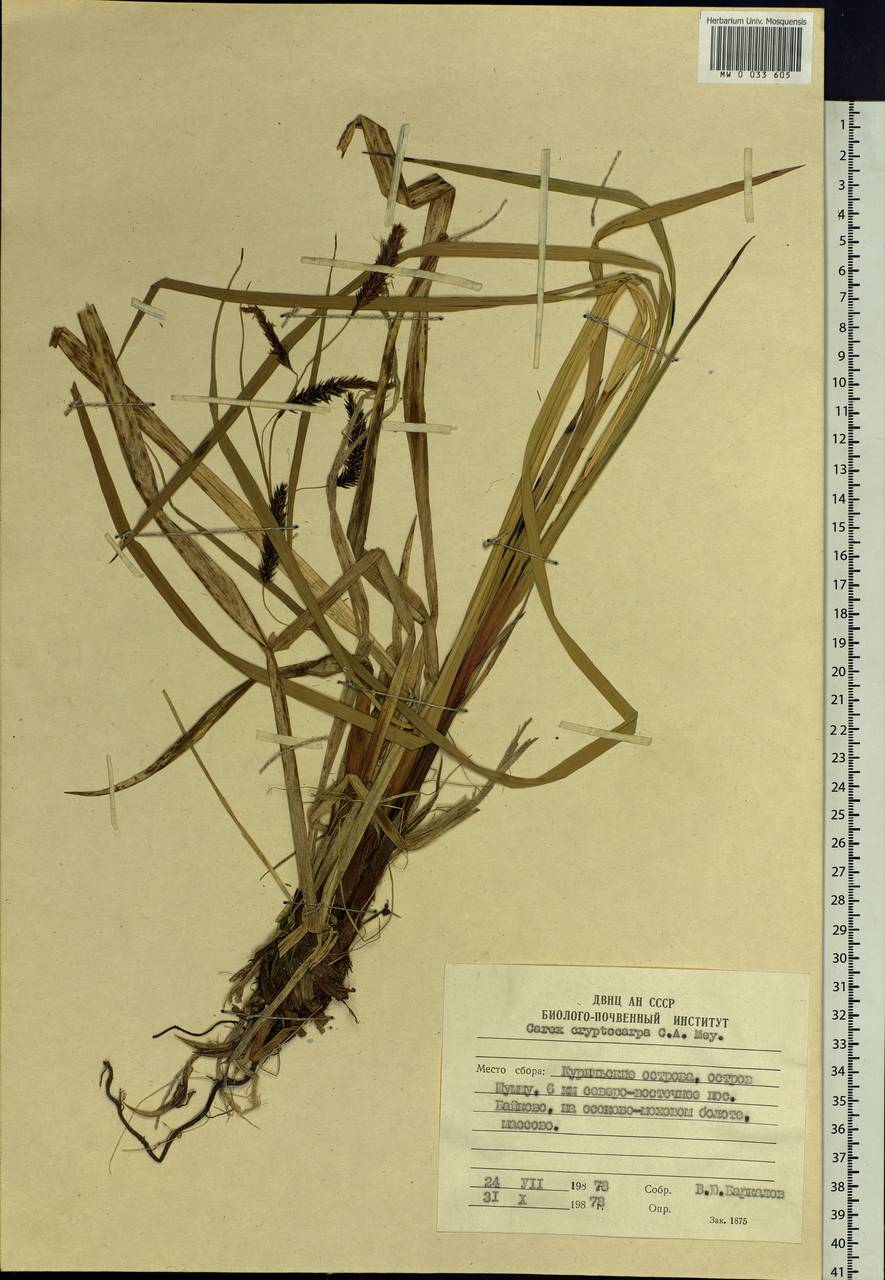 Carex lyngbyei Hornem., Siberia, Russian Far East (S6) (Russia)