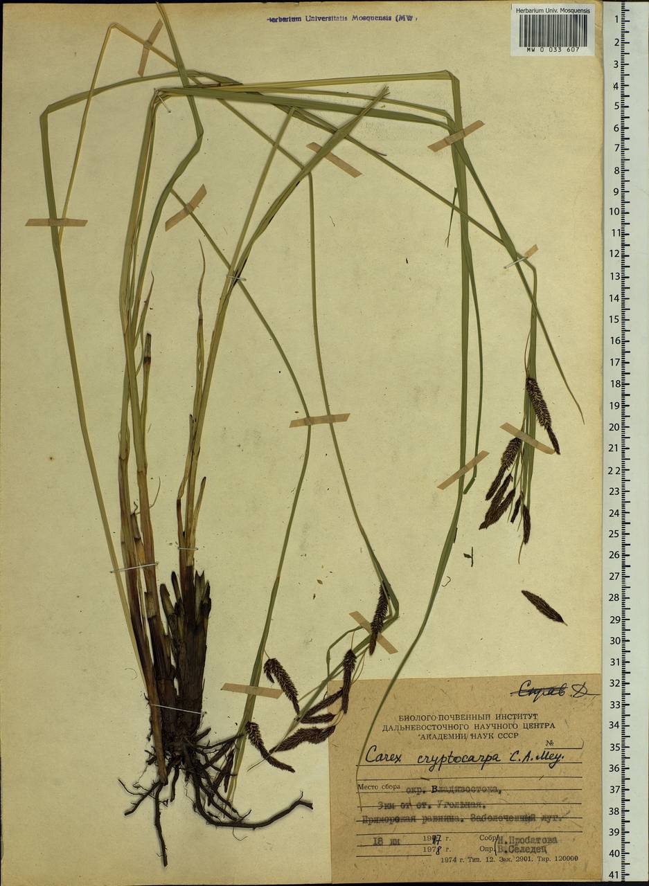 Carex lyngbyei Hornem., Siberia, Russian Far East (S6) (Russia)