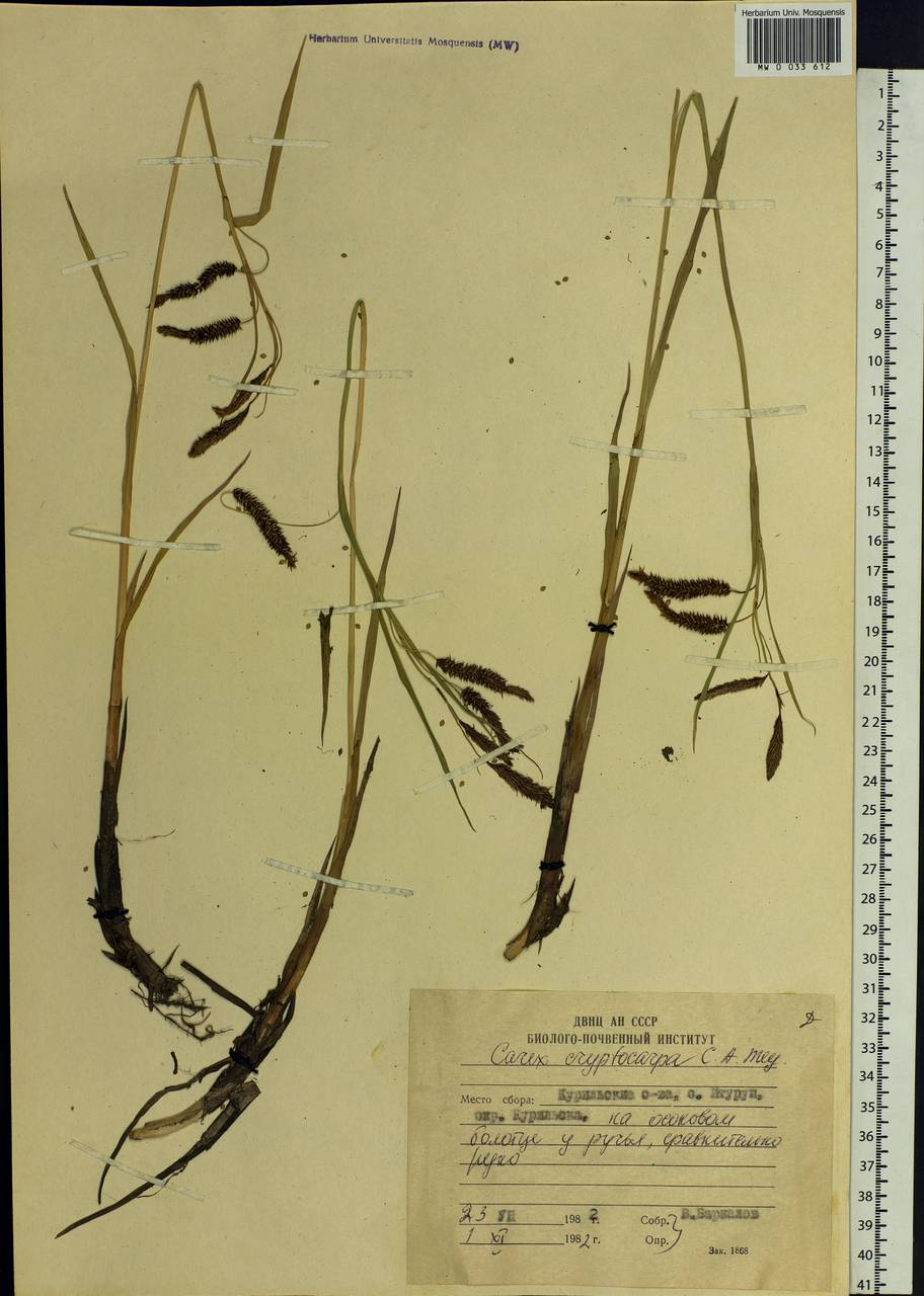 Carex lyngbyei Hornem., Siberia, Russian Far East (S6) (Russia)