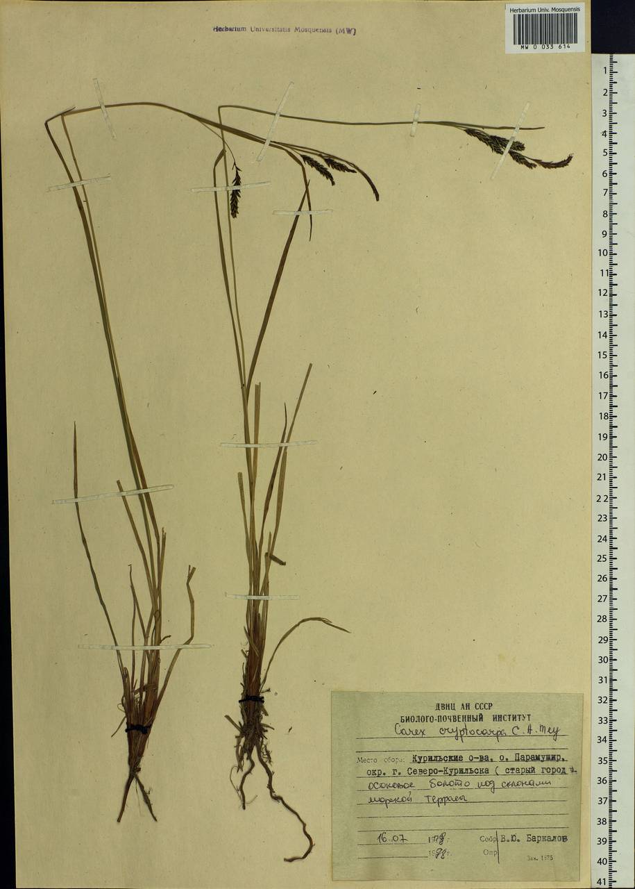 Carex lyngbyei Hornem., Siberia, Russian Far East (S6) (Russia)