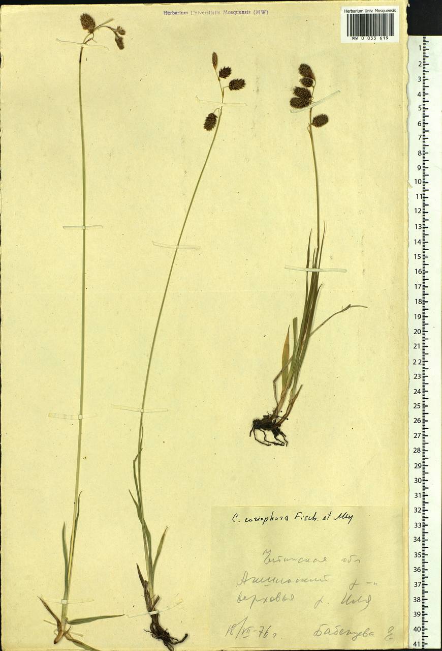 Carex coriophora Fisch. & C.A.Mey. ex Kunth, Siberia, Baikal & Transbaikal region (S4) (Russia)