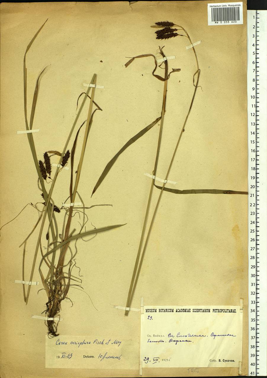 Carex coriophora Fisch. & C.A.Mey. ex Kunth, Siberia, Baikal & Transbaikal region (S4) (Russia)