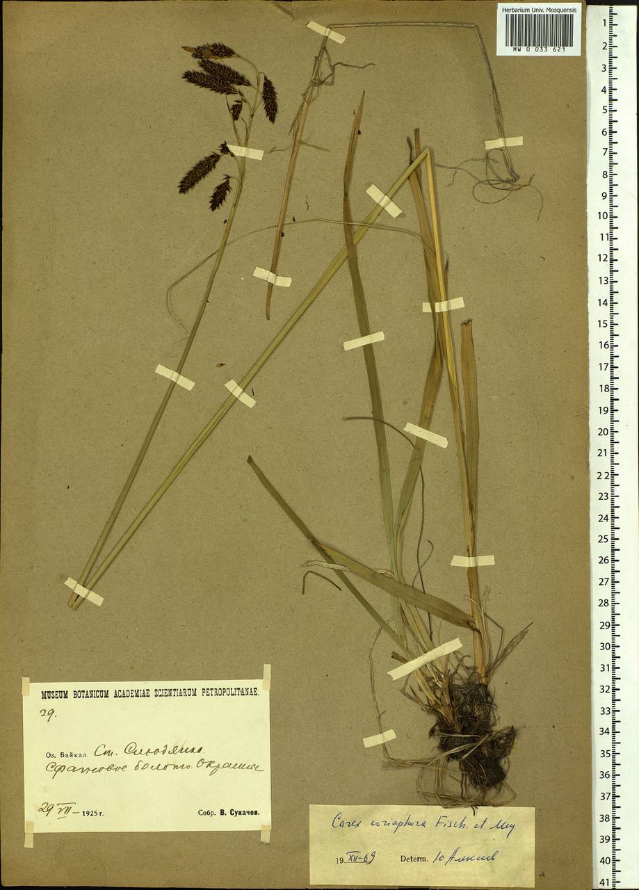 Carex coriophora Fisch. & C.A.Mey. ex Kunth, Siberia, Baikal & Transbaikal region (S4) (Russia)