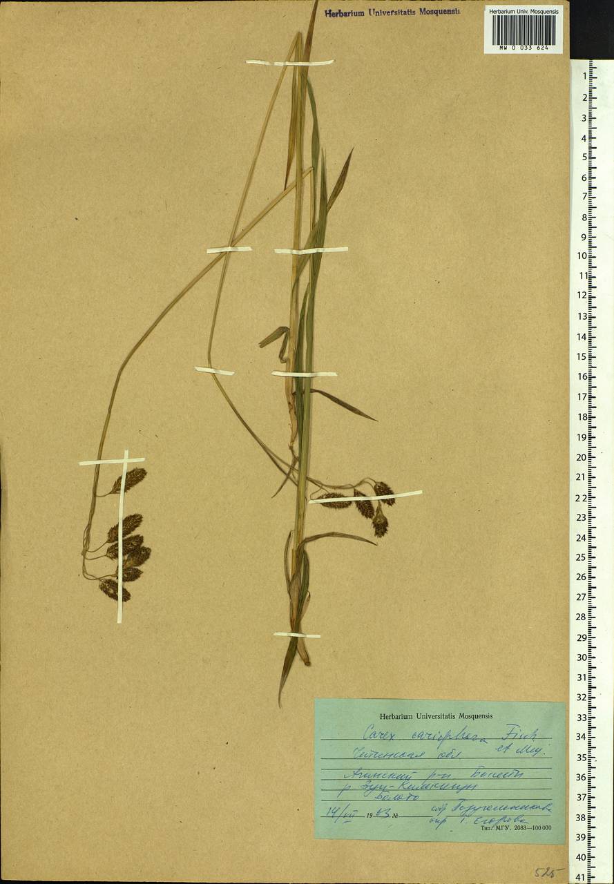 Carex coriophora Fisch. & C.A.Mey. ex Kunth, Siberia, Baikal & Transbaikal region (S4) (Russia)