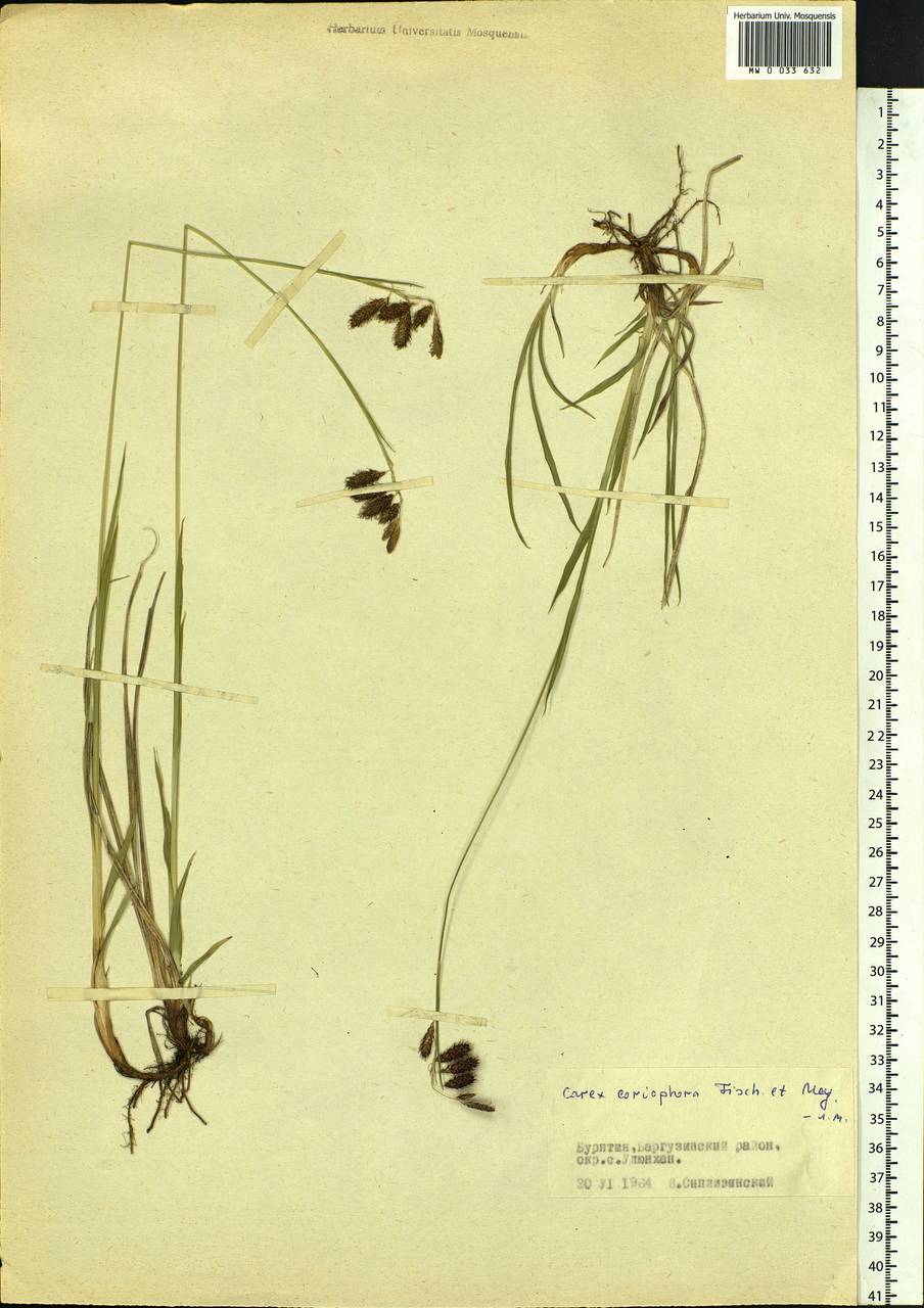 Carex coriophora Fisch. & C.A.Mey. ex Kunth, Siberia, Baikal & Transbaikal region (S4) (Russia)