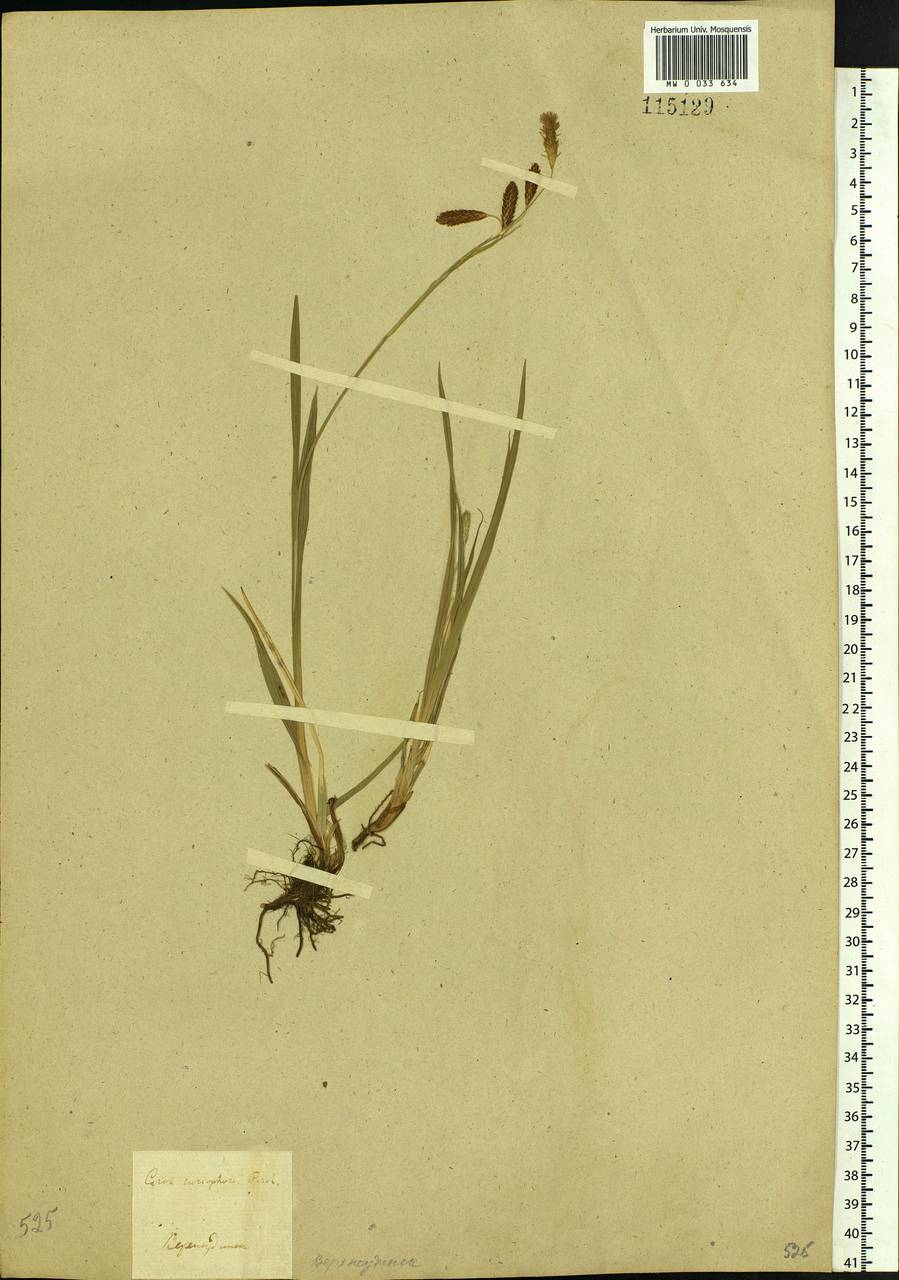 Carex coriophora Fisch. & C.A.Mey. ex Kunth, Siberia, Baikal & Transbaikal region (S4) (Russia)