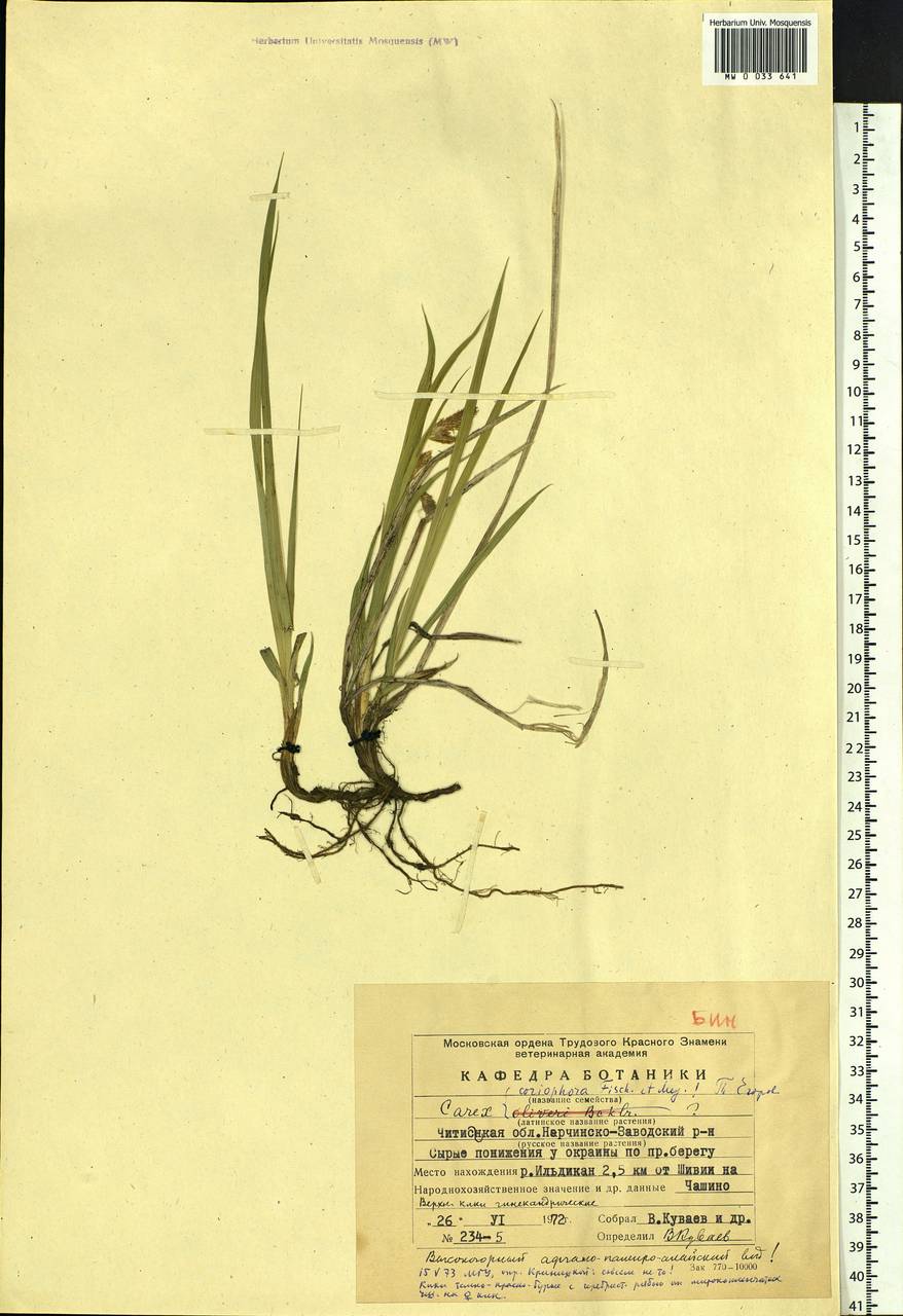 Carex coriophora Fisch. & C.A.Mey. ex Kunth, Siberia, Baikal & Transbaikal region (S4) (Russia)