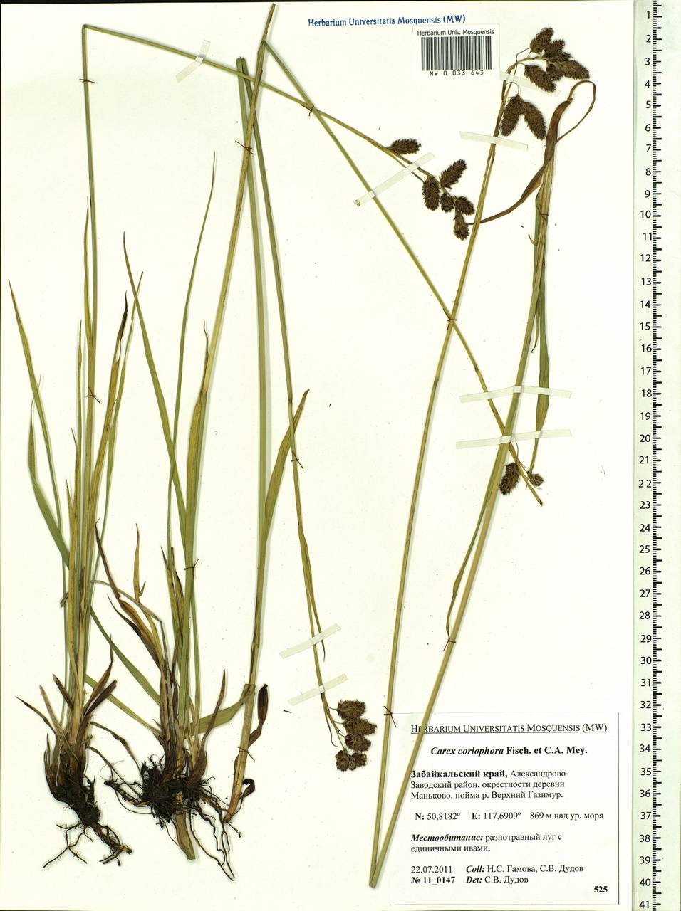 Carex coriophora Fisch. & C.A.Mey. ex Kunth, Siberia, Baikal & Transbaikal region (S4) (Russia)