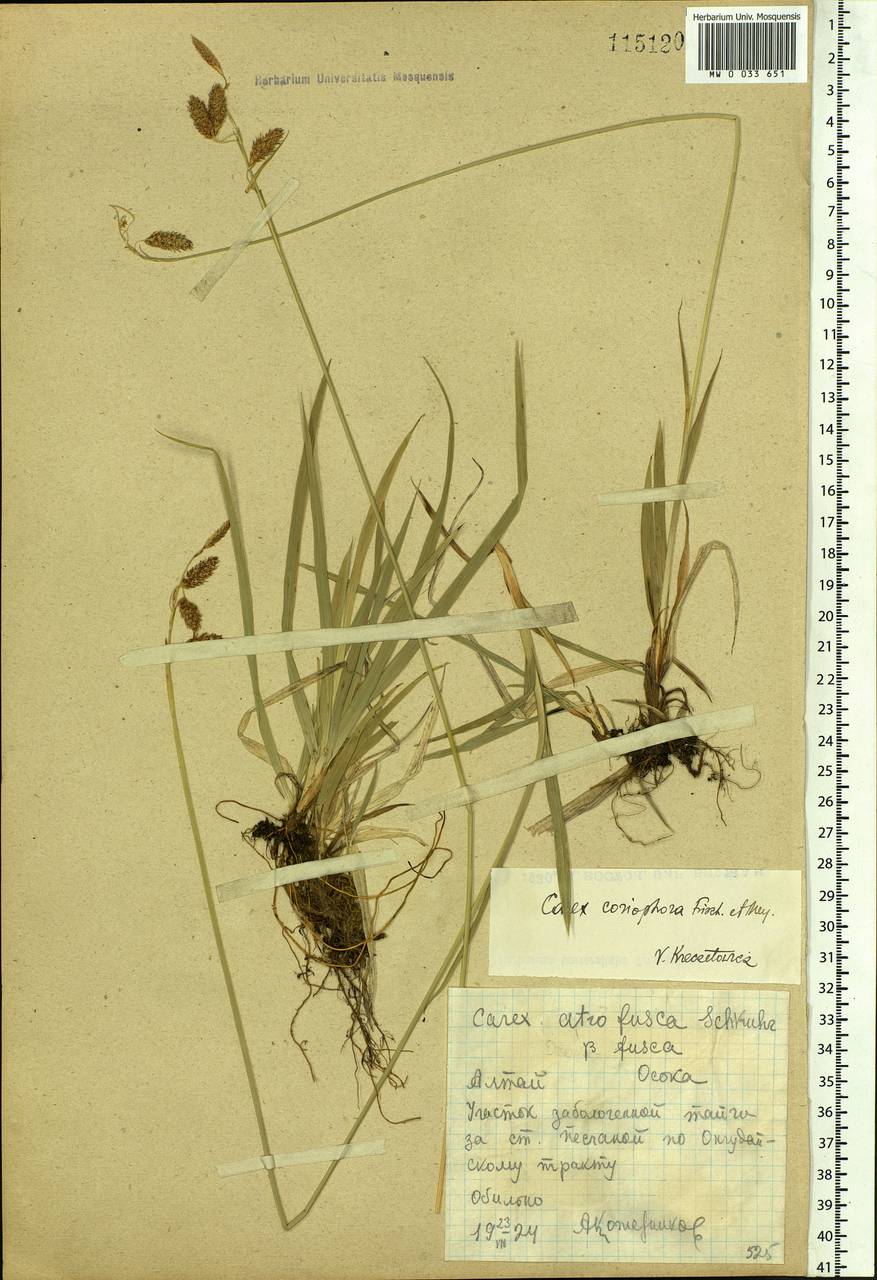 Carex coriophora Fisch. & C.A.Mey. ex Kunth, Siberia, Altai & Sayany Mountains (S2) (Russia)