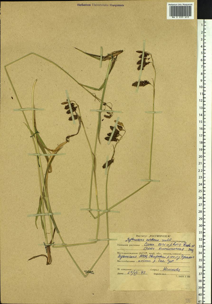 Carex coriophora Fisch. & C.A.Mey. ex Kunth, Siberia, Altai & Sayany Mountains (S2) (Russia)