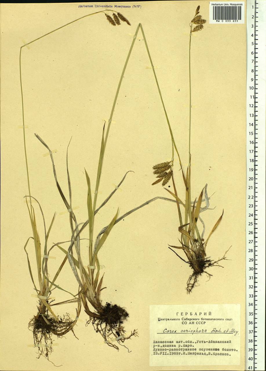 Carex coriophora Fisch. & C.A.Mey. ex Kunth, Siberia, Altai & Sayany Mountains (S2) (Russia)