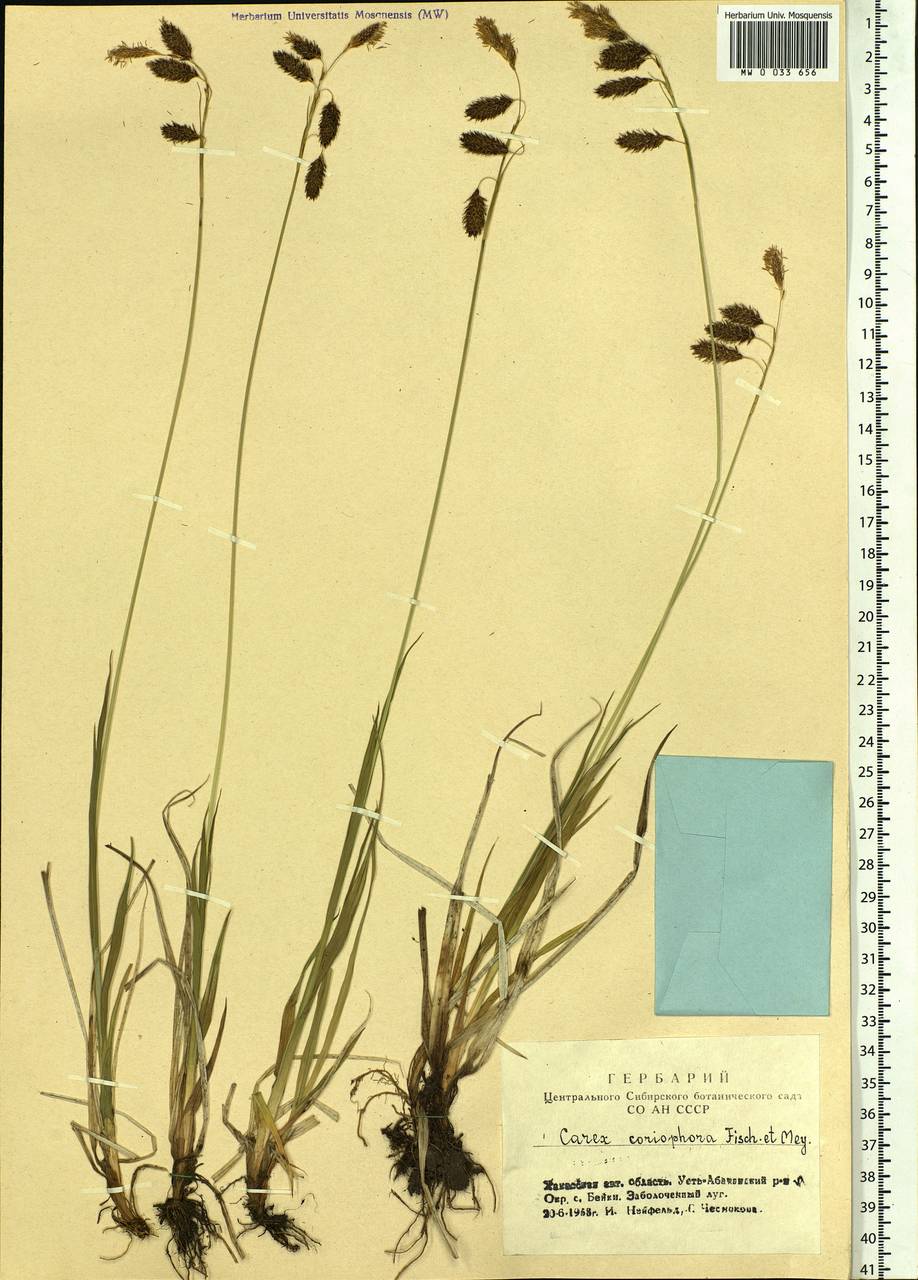 Carex coriophora Fisch. & C.A.Mey. ex Kunth, Siberia, Altai & Sayany Mountains (S2) (Russia)