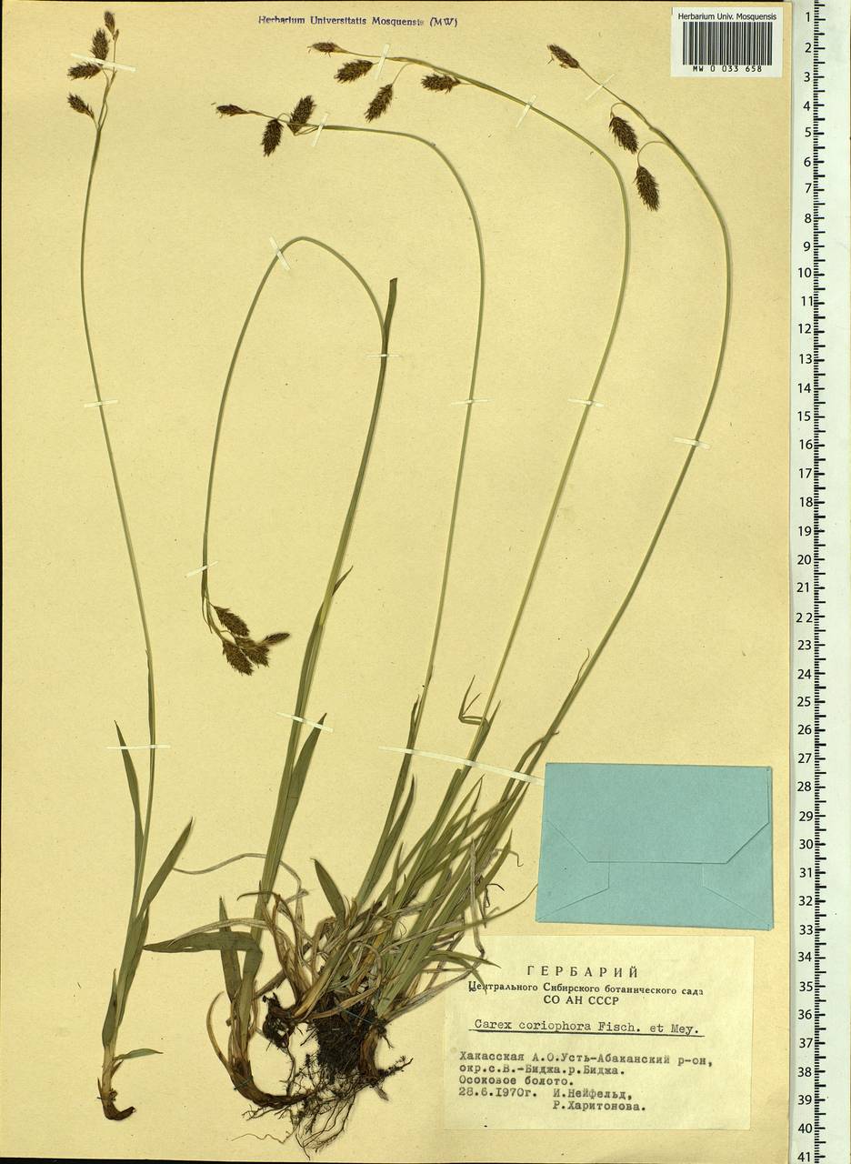 Carex coriophora Fisch. & C.A.Mey. ex Kunth, Siberia, Altai & Sayany Mountains (S2) (Russia)