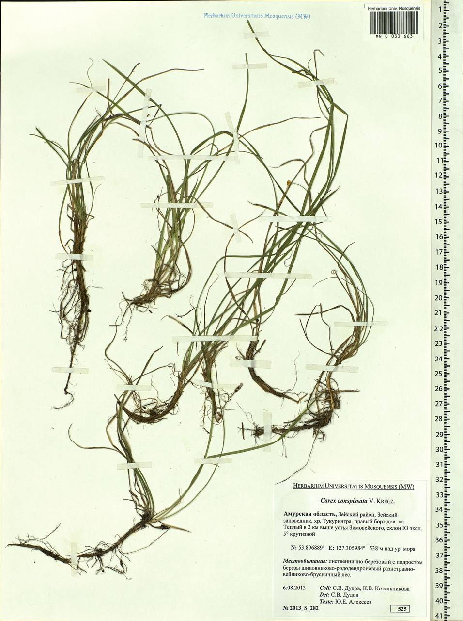 Carex conspissata V.I.Krecz., Siberia, Russian Far East (S6) (Russia)