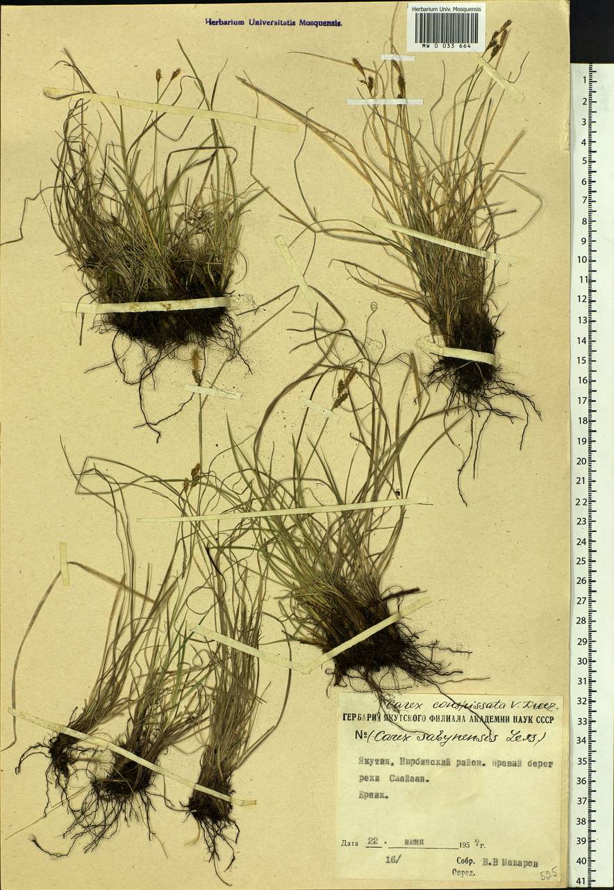 Carex conspissata V.I.Krecz., Siberia, Yakutia (S5) (Russia)