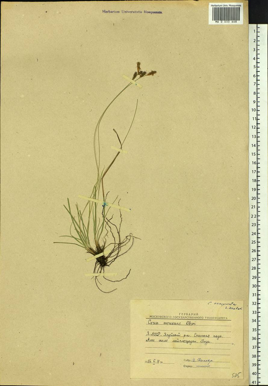 Carex conspissata V.I.Krecz., Siberia, Yakutia (S5) (Russia)