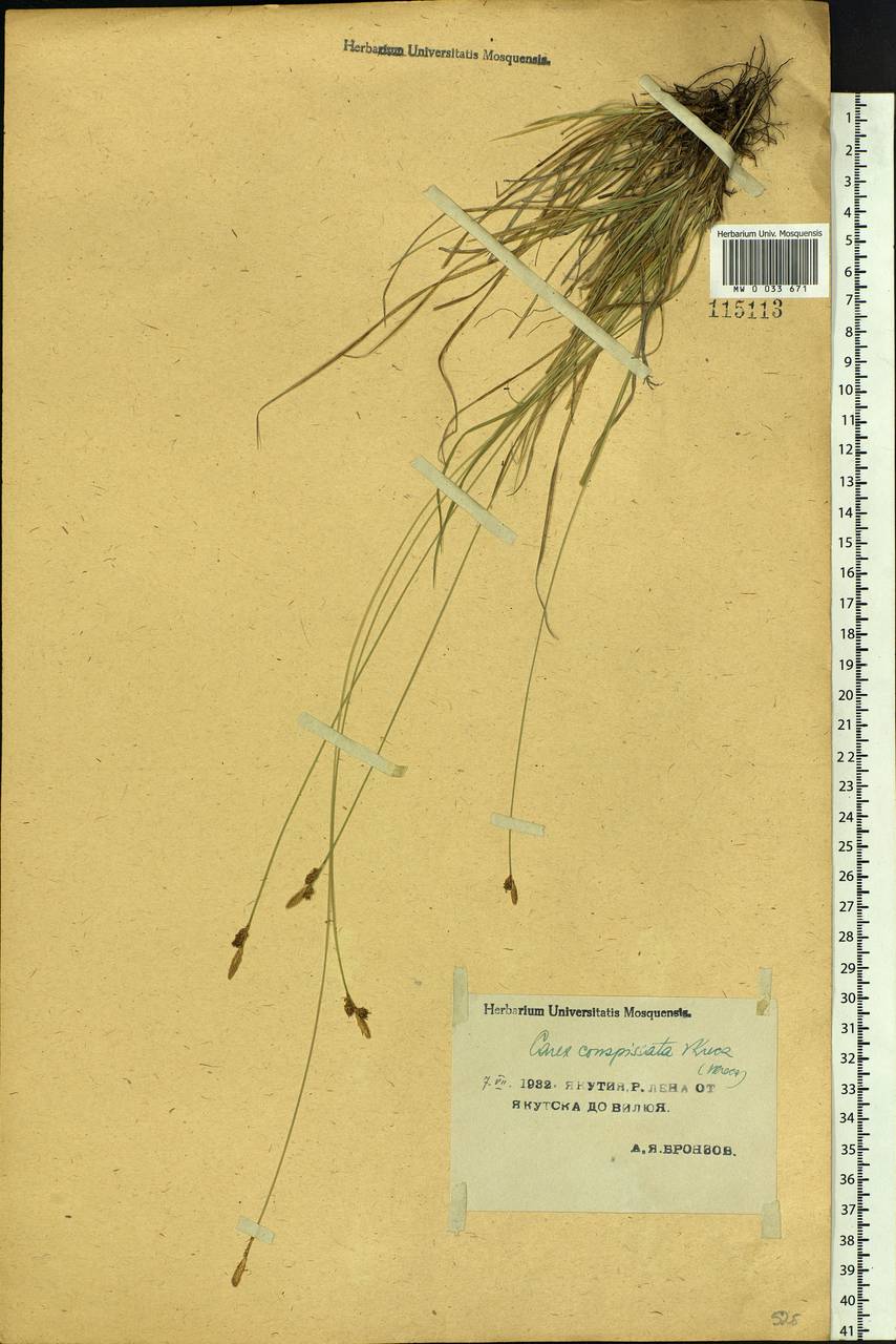 Carex conspissata V.I.Krecz., Siberia, Yakutia (S5) (Russia)