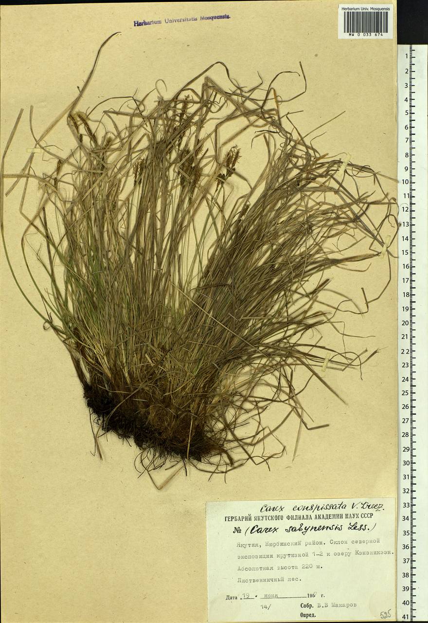 Carex conspissata V.I.Krecz., Siberia, Yakutia (S5) (Russia)