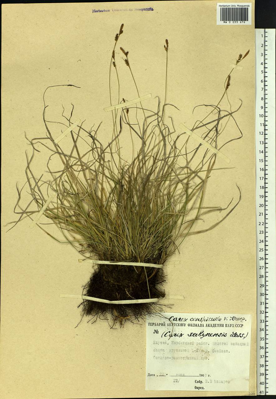 Carex conspissata V.I.Krecz., Siberia, Yakutia (S5) (Russia)