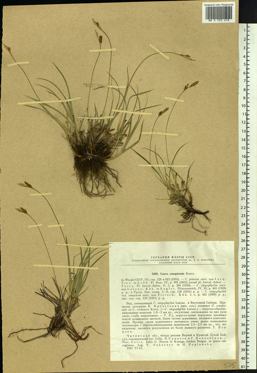 Carex conspissata V.I.Krecz., Siberia, Baikal & Transbaikal region (S4) (Russia)