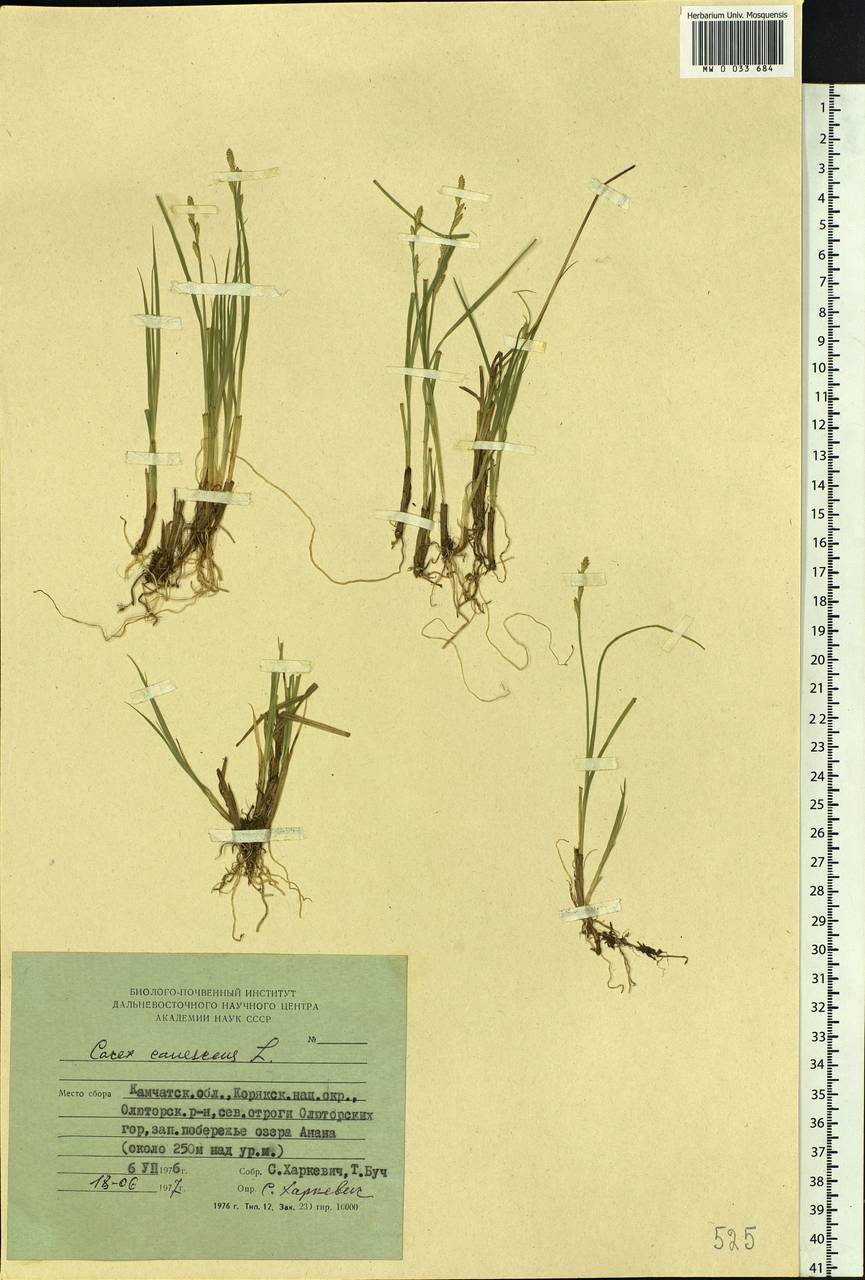 Carex canescens subsp. canescens, Siberia, Chukotka & Kamchatka (S7) (Russia)