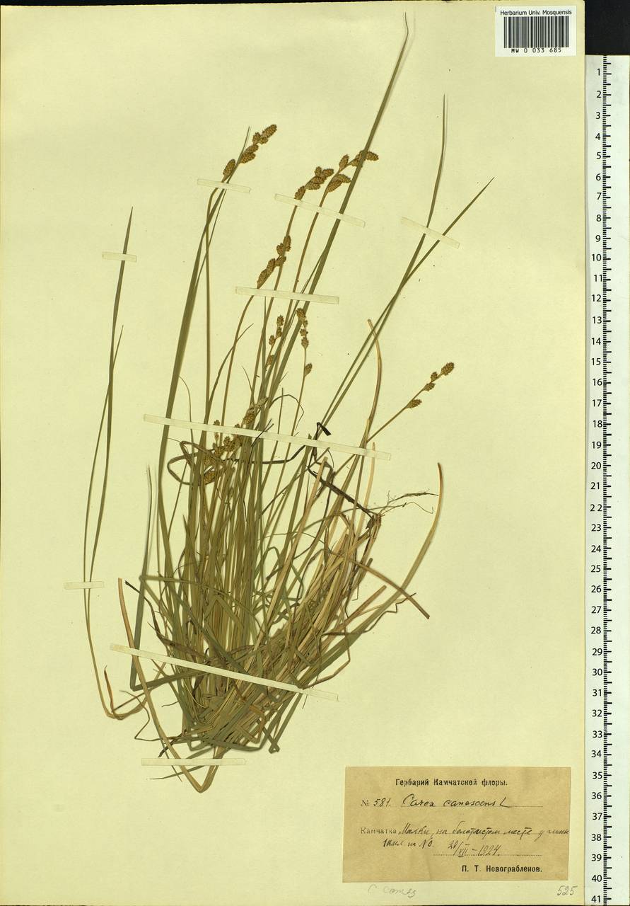 Carex canescens subsp. canescens, Siberia, Chukotka & Kamchatka (S7) (Russia)