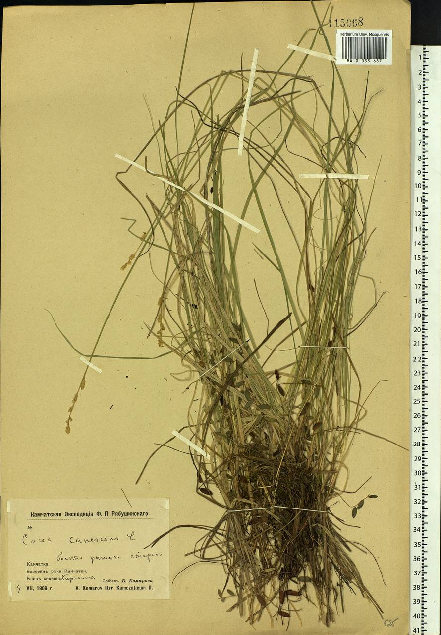 Carex canescens subsp. canescens, Siberia, Chukotka & Kamchatka (S7) (Russia)