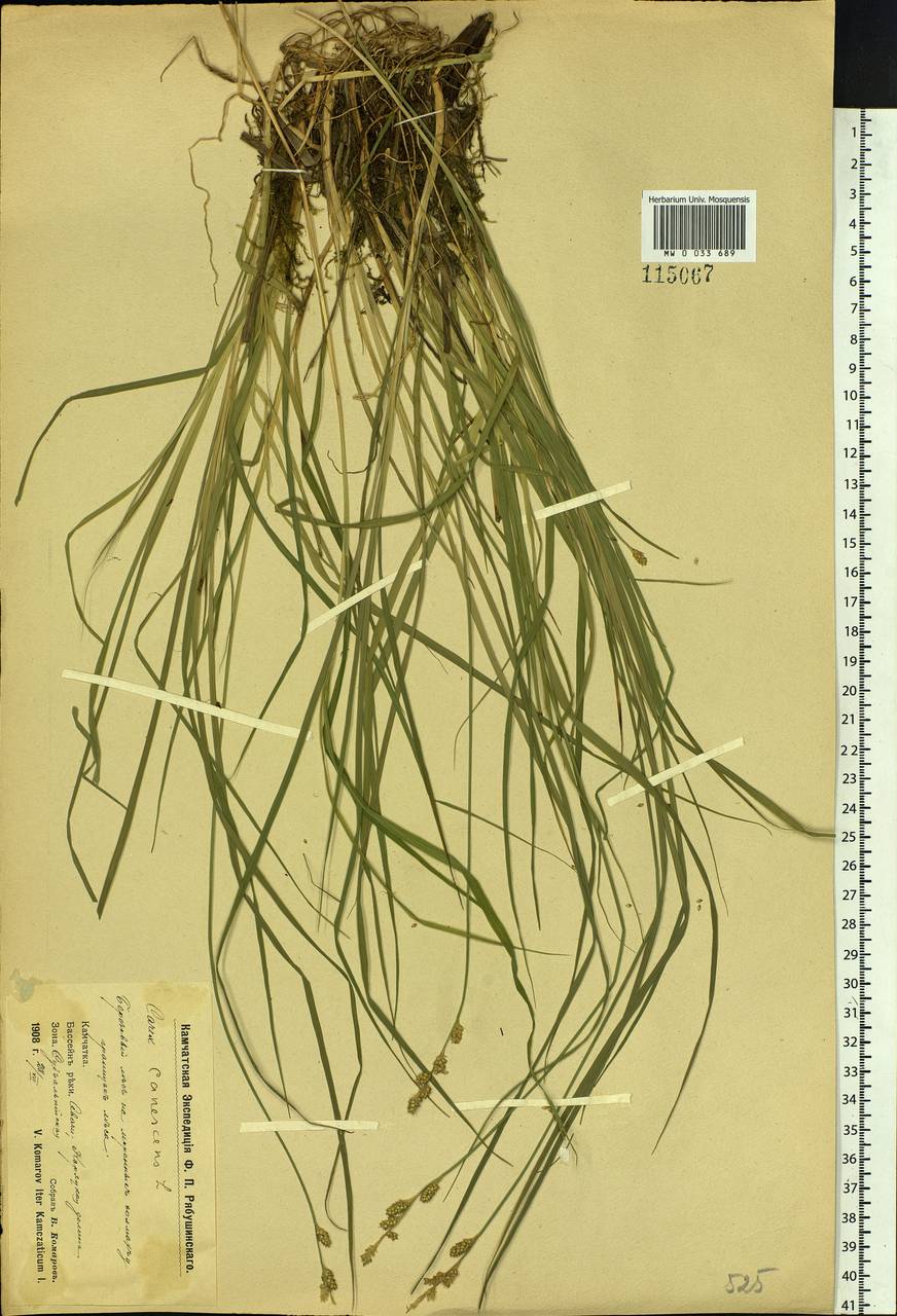 Carex canescens subsp. canescens, Siberia, Chukotka & Kamchatka (S7) (Russia)