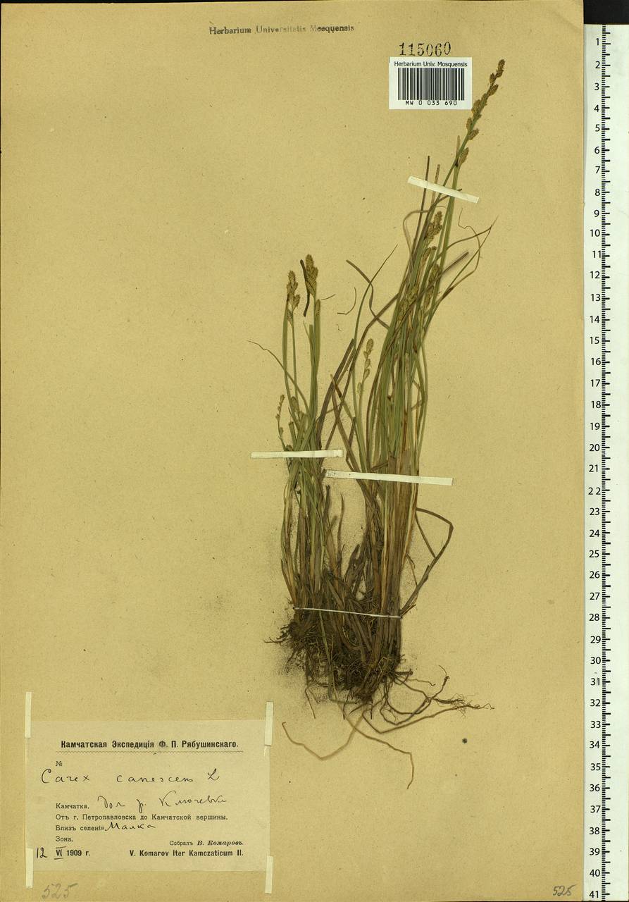Carex canescens subsp. canescens, Siberia, Chukotka & Kamchatka (S7) (Russia)