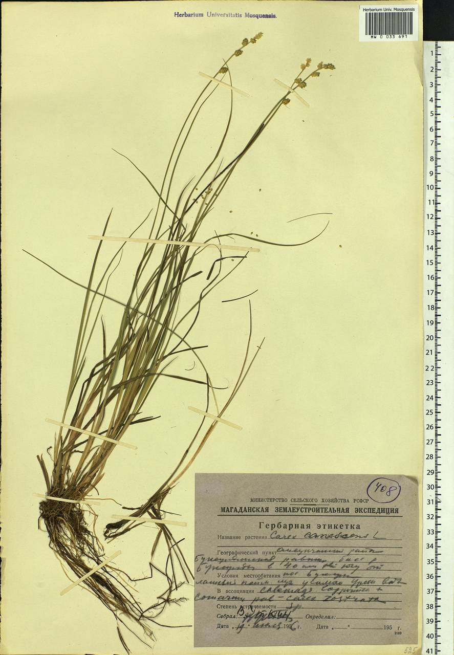 Carex canescens subsp. canescens, Siberia, Chukotka & Kamchatka (S7) (Russia)