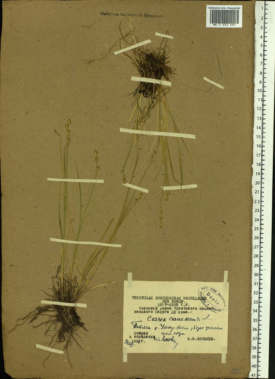Carex canescens subsp. canescens, Siberia, Chukotka & Kamchatka (S7) (Russia)